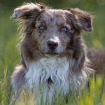 australian shepherd, dog, grass-5773296.jpg